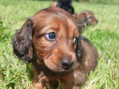 IKC Registered pedigree Miniature Long-Haired Dachshund puppies in Waterford