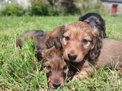 IKC Registered pedigree Miniature Long-Haired Dachshund puppies in Waterford