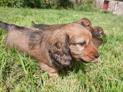 IKC Registered pedigree Miniature Long-Haired Dachshund puppies in Waterford