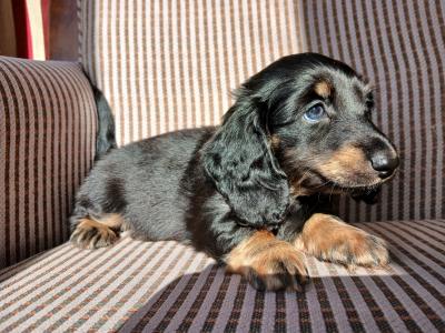 IKC Registered pedigree Miniature Long-Haired Dachshund puppies in Waterford