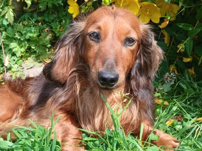 IKC Registered pedigree Miniature Long-Haired Dachshund puppies in Waterford