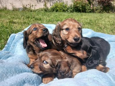 IKC Registered pedigree Miniature Long-Haired Dachshund puppies in Waterford