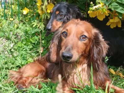 IKC Registered pedigree Miniature Long-Haired Dachshund puppies in Waterford