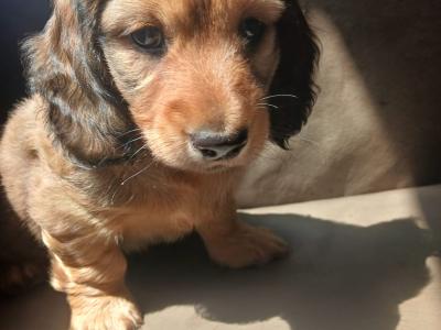 IKC Registered pedigree Miniature Long-Haired Dachshund puppies in Waterford