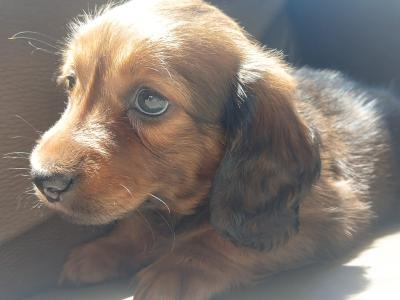 IKC Registered pedigree Miniature Long-Haired Dachshund puppies in Waterford