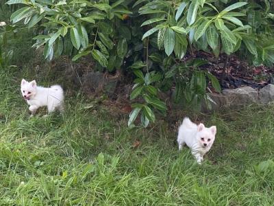 Pomeranian puppies in Galway - Serious Messages Only