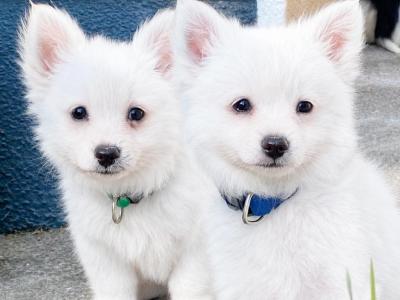 Pomeranian puppies in Galway - Serious Messages Only