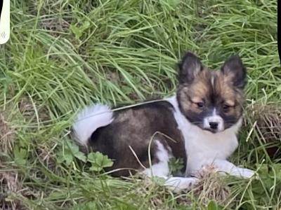 Pomeranian puppies in Galway - Serious Messages Only