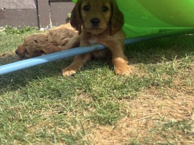 Cavapoo x Cockapoo puppies in Kildare