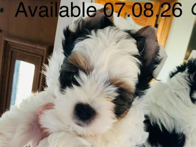 Biewer Terrier puppies in Wexford