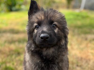 IKC Registered German Shepherd puppies in Offaly