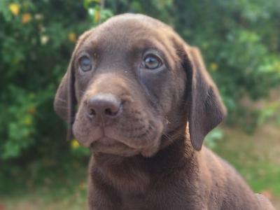 Chocolate Labrador puppies in Carlow €725