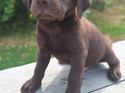 Chocolate Labrador puppies in Carlow €750