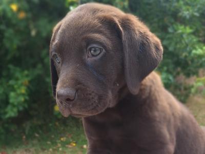 Chocolate Labrador puppies in Carlow €725