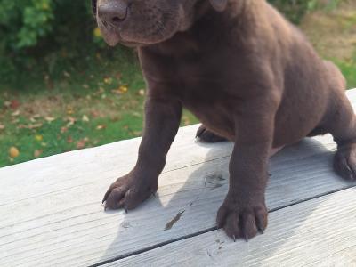 Chocolate Labrador puppies in Carlow €750