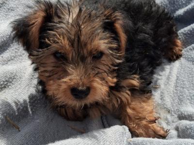 2  Morkie puppies (Maltese x Yorkshire Terrier) in Limerick