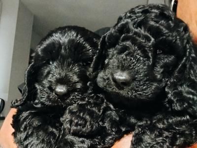 Black Cockapoo pups in Newport Tipp/Limerick city