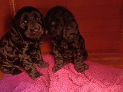 Black Cockapoo pups in Newport Tipp/Limerick city