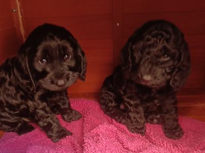 Black Cockapoo pups in Newport Tipp/Limerick city