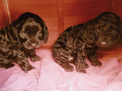 Black Cockapoo pups in Newport Tipp/Limerick city