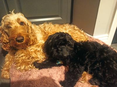 Black Cockapoo pups in Newport Tipp/Limerick city