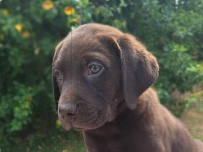 Chocolate Labrador puppies in Carlow €725