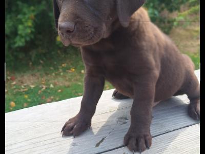 Chocolate Labrador puppies in Carlow €750
