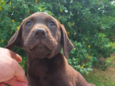 Chocolate Labrador puppies in Carlow €750