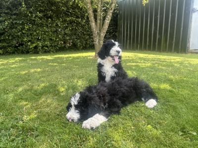 Bernadoodle puppies in Kilkenny