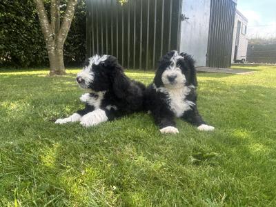 Bernadoodle puppies in Kilkenny