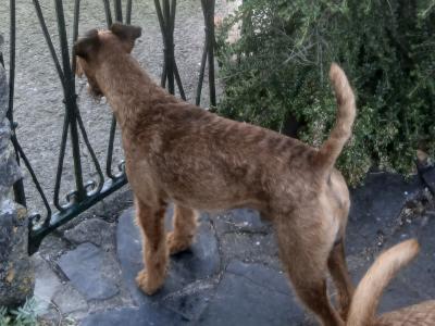 5 IKC Registered Irish Terrier puppies in Tipperary