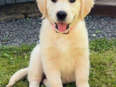 Last 2 IKC Registered Golden Retriever puppies in Wexford
