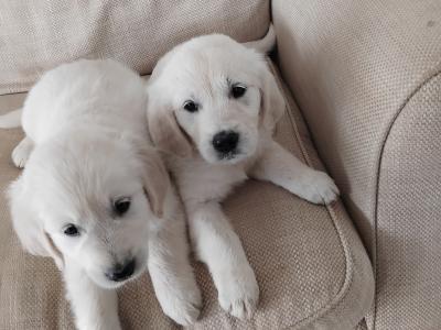 Last 2 IKC Registered Golden Retriever puppies in Wexford