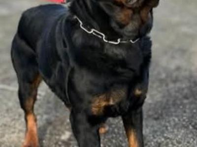 Proven stud magnificent IKC Registered Rottweiler