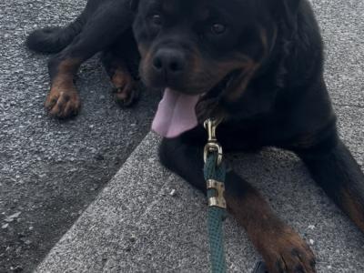 Proven stud magnificent IKC Registered Rottweiler