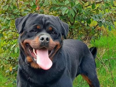 Proven stud magnificent IKC Registered Rottweiler