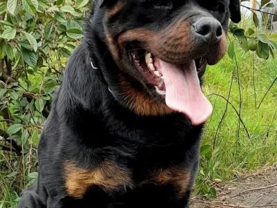 Proven stud magnificent IKC Registered Rottweiler