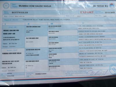 Proven stud magnificent IKC Registered Rottweiler