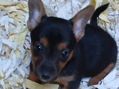 Gorgeous Black and Tan & Brown Jack Russell puppies in Tipperary