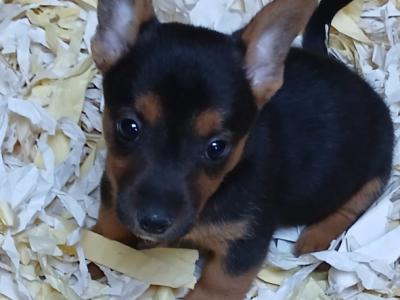 Gorgeous Black and Tan & Brown Jack Russell puppies in Tipperary