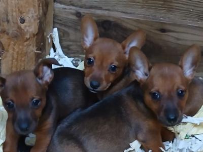 Gorgeous Black and Tan & Brown Jack Russell puppies in Tipperary