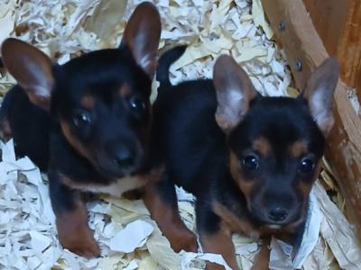 Gorgeous Black and Tan & Brown Jack Russell puppies in Tipperary