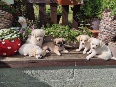Five little hearts looking for Loving Homes 🐾