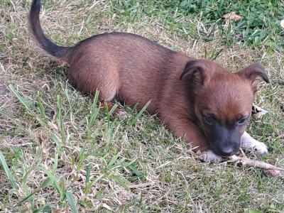Rare Coloured Jack Russell puppies in Cork