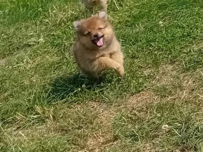 Pomeranian puppies in Wicklow