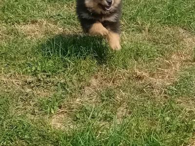 Pomeranian puppies in Wicklow