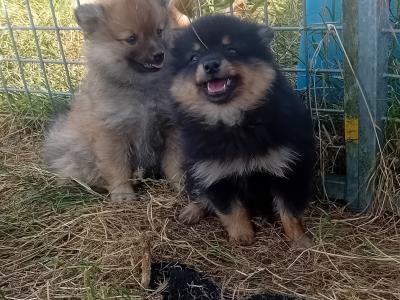 Pomeranian puppies in Wicklow