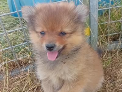 Pomeranian puppies in Wicklow