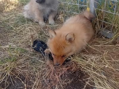 Pomeranian puppies in Wicklow