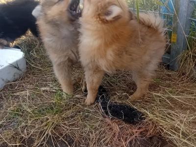 Pomeranian puppies in Wicklow